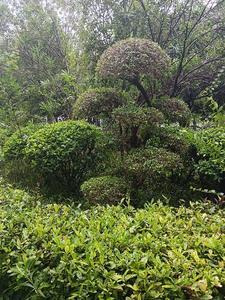 商界金手指 商界金手指